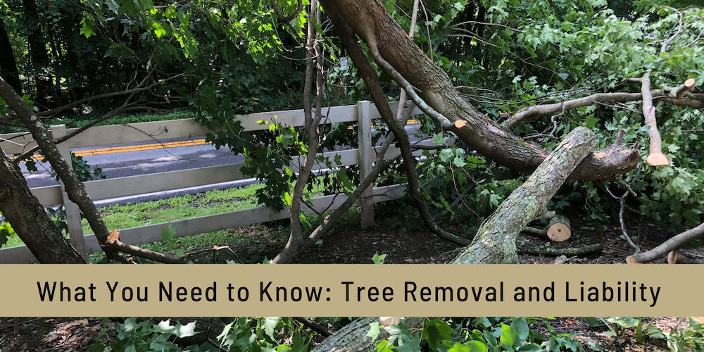 Tree Removal and Liabilities - What you need to know